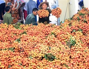 Lychee purchasing in Thanh Ha District, Hai Duong province. (Photo: VNA)